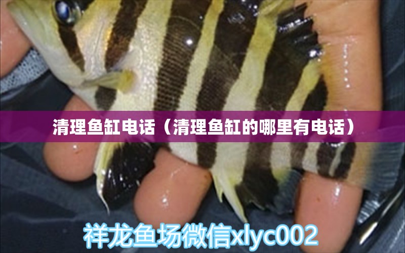 清理魚缸電話（清理魚缸的哪里有電話）