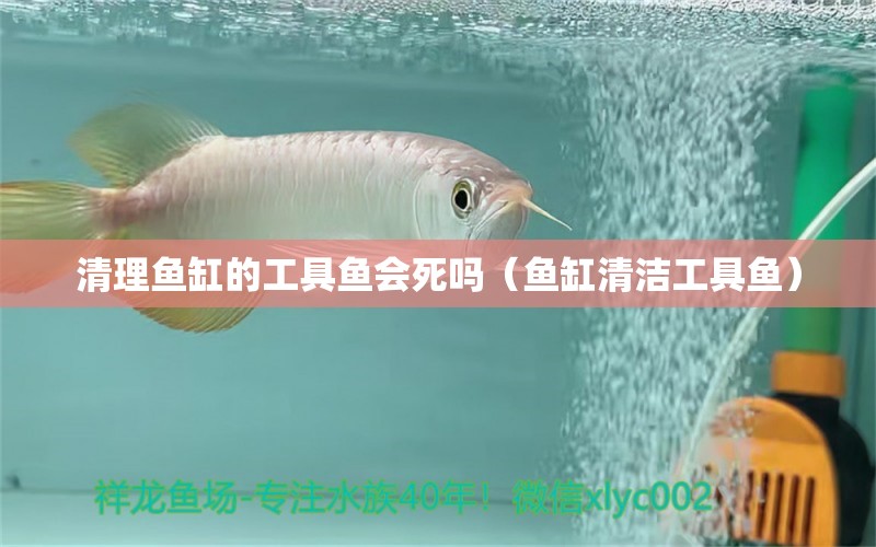 清理魚缸的工具魚會死嗎（魚缸清潔工具魚）