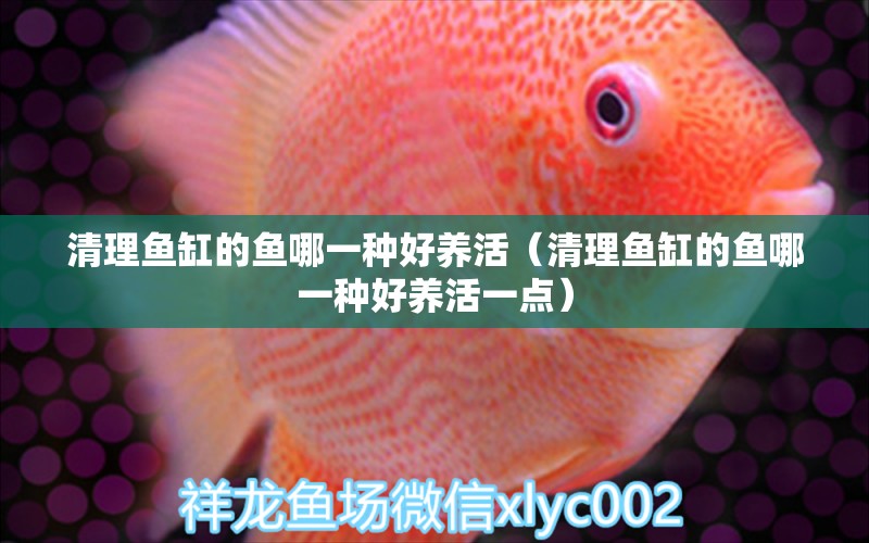 清理魚缸的魚哪一種好養(yǎng)活（清理魚缸的魚哪一種好養(yǎng)活一點(diǎn)） 祥龍水族醫(yī)院