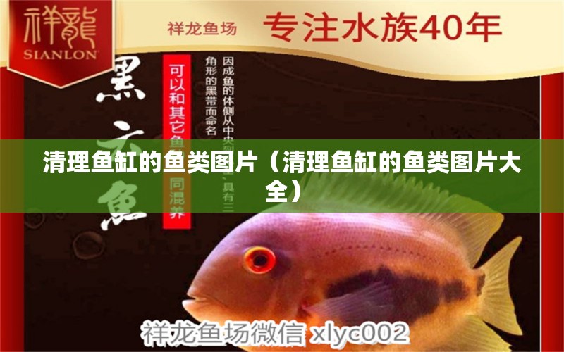 清理魚缸的魚類圖片（清理魚缸的魚類圖片大全） 魟魚百科