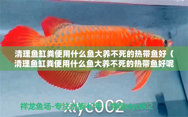 清理魚缸糞便用什么魚大養(yǎng)不死的熱帶魚好（清理魚缸糞便用什么魚大養(yǎng)不死的熱帶魚好呢） 印尼紅龍魚