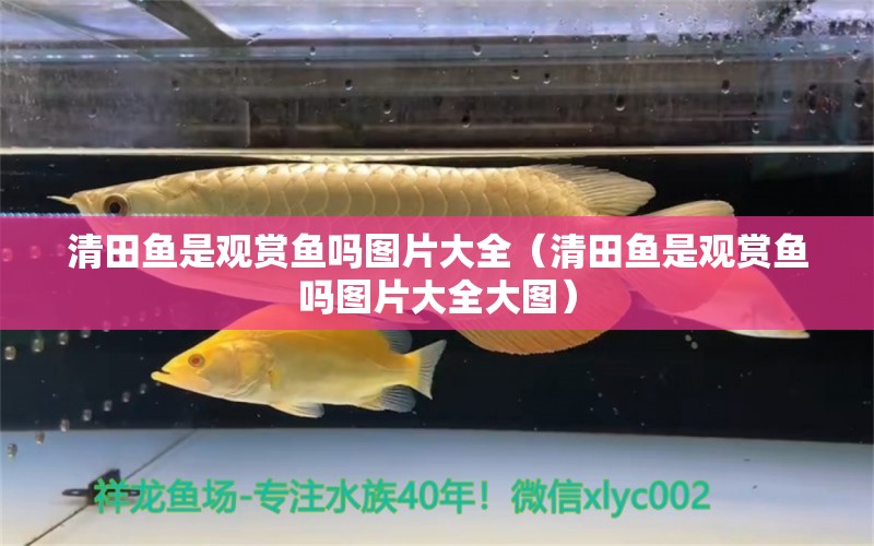 清田魚是觀賞魚嗎圖片大全（清田魚是觀賞魚嗎圖片大全大圖） 祥龍水族醫(yī)院