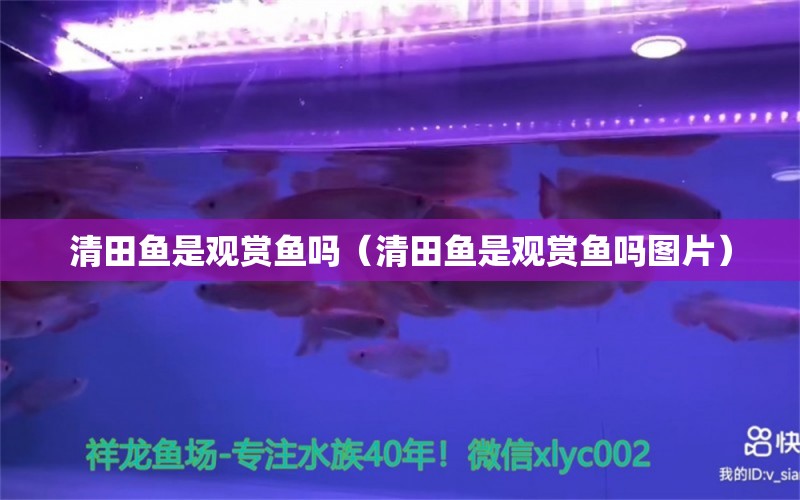 清田魚是觀賞魚嗎（清田魚是觀賞魚嗎圖片） 祥龍水族醫(yī)院