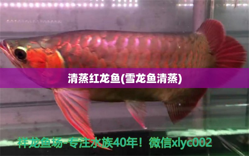 清蒸紅龍魚(雪龍魚清蒸) 三間鼠魚苗