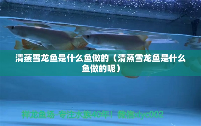 清蒸雪龍魚是什么魚做的（清蒸雪龍魚是什么魚做的呢）