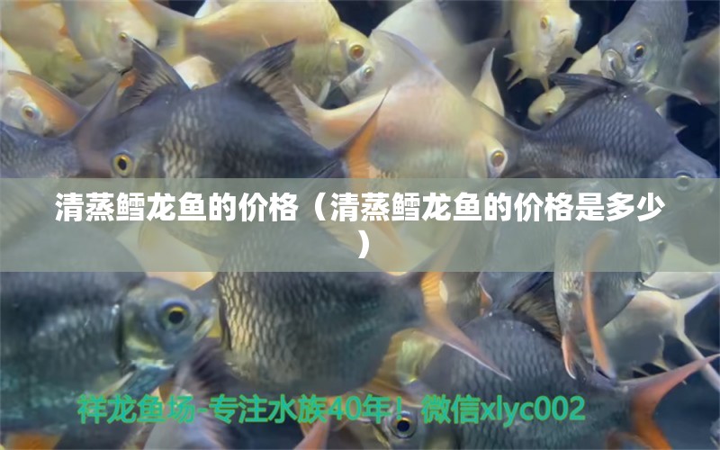 清蒸鱈龍魚(yú)的價(jià)格（清蒸鱈龍魚(yú)的價(jià)格是多少） 廣州龍魚(yú)批發(fā)市場(chǎng)