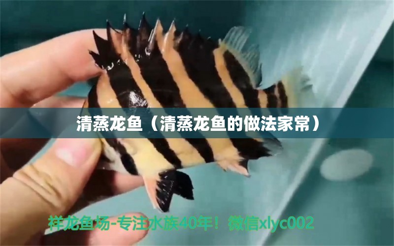 清蒸龍魚（清蒸龍魚的做法家常）