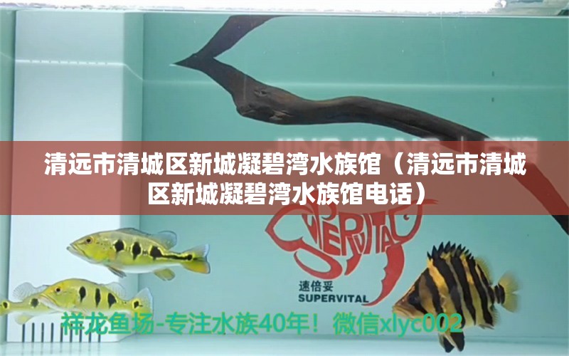 清遠(yuǎn)市清城區(qū)新城凝碧灣水族館（清遠(yuǎn)市清城區(qū)新城凝碧灣水族館電話）