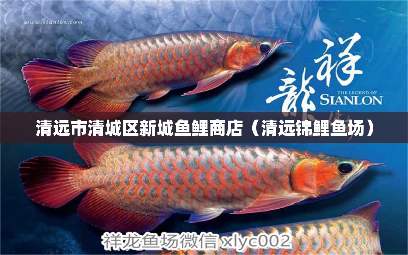 清遠(yuǎn)市清城區(qū)新城魚鯉商店（清遠(yuǎn)錦鯉魚場）