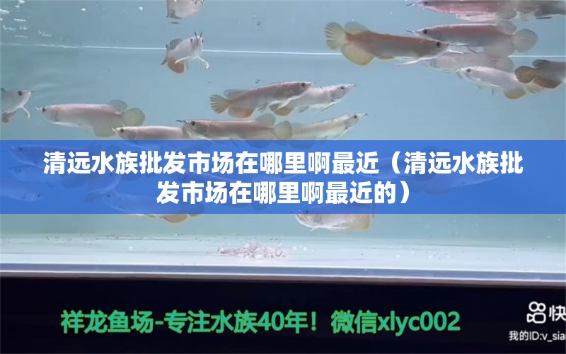 清遠(yuǎn)水族批發(fā)市場在哪里啊最近（清遠(yuǎn)水族批發(fā)市場在哪里啊最近的）