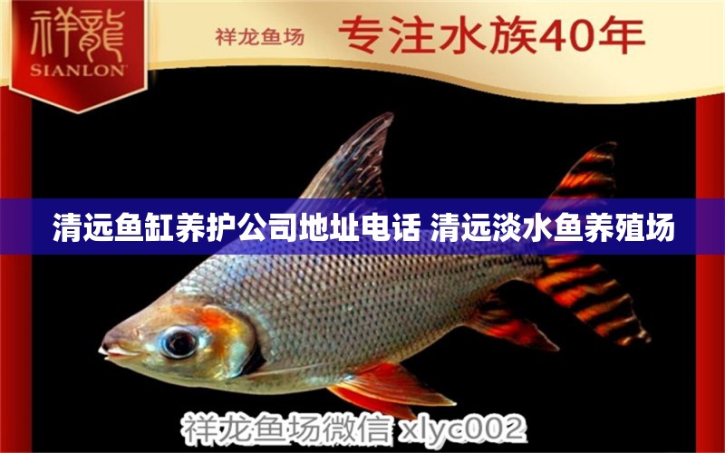 清遠魚缸養(yǎng)護公司地址電話 清遠淡水魚養(yǎng)殖場 白子銀版魚