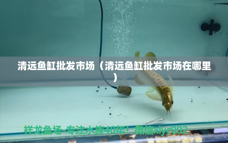 清遠(yuǎn)魚(yú)缸批發(fā)市場(chǎng)（清遠(yuǎn)魚(yú)缸批發(fā)市場(chǎng)在哪里）