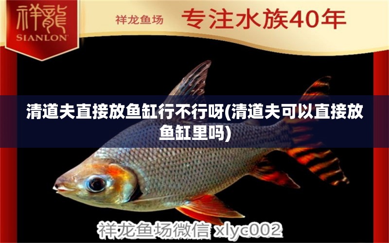 清道夫直接放魚缸行不行呀(清道夫可以直接放魚缸里嗎)