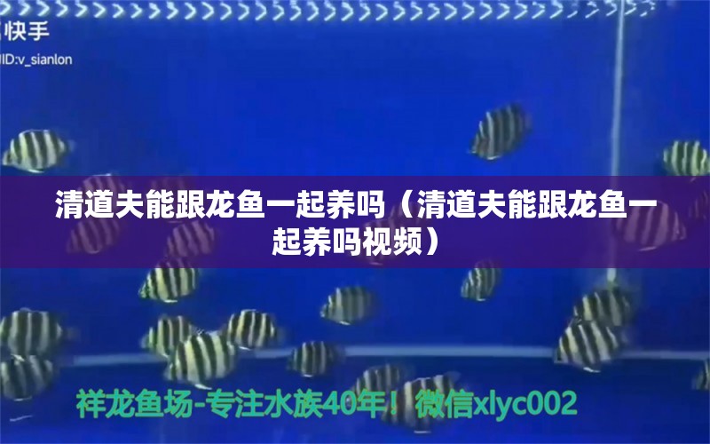 清道夫能跟龍魚一起養(yǎng)嗎（清道夫能跟龍魚一起養(yǎng)嗎視頻） 祥龍水族醫(yī)院