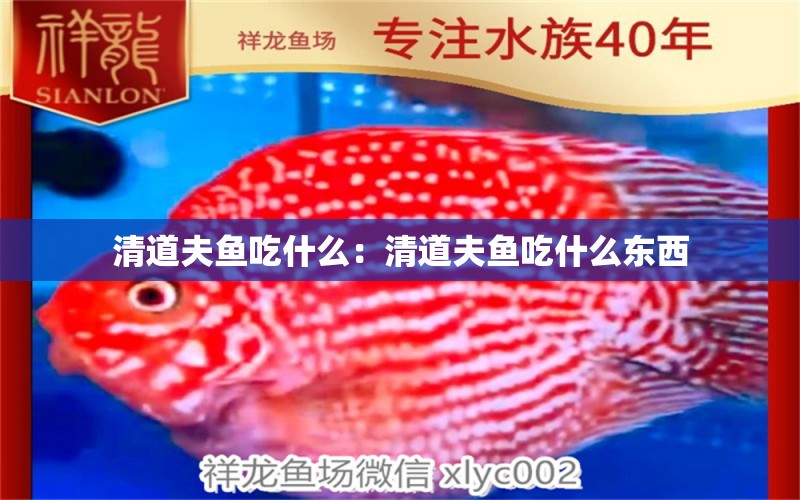 清道夫魚吃什么：清道夫魚吃什么東西