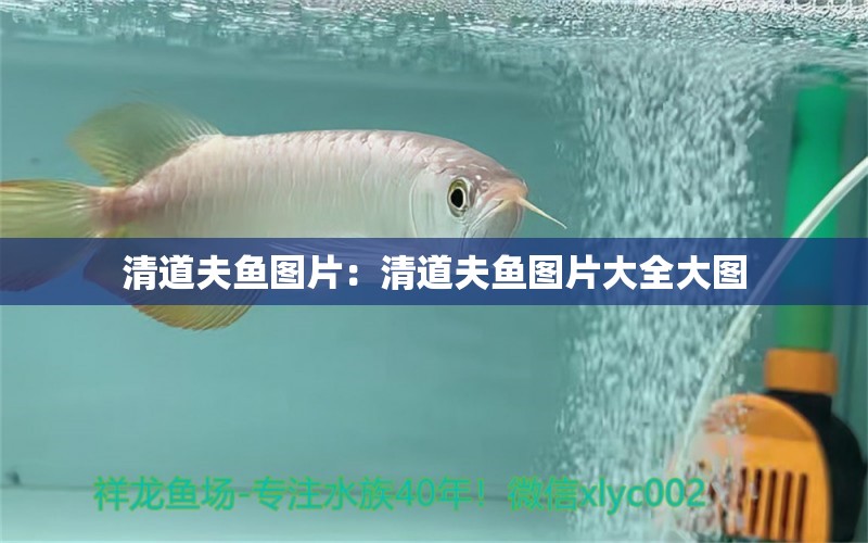 清道夫魚圖片：清道夫魚圖片大全大圖 養(yǎng)魚知識(shí)