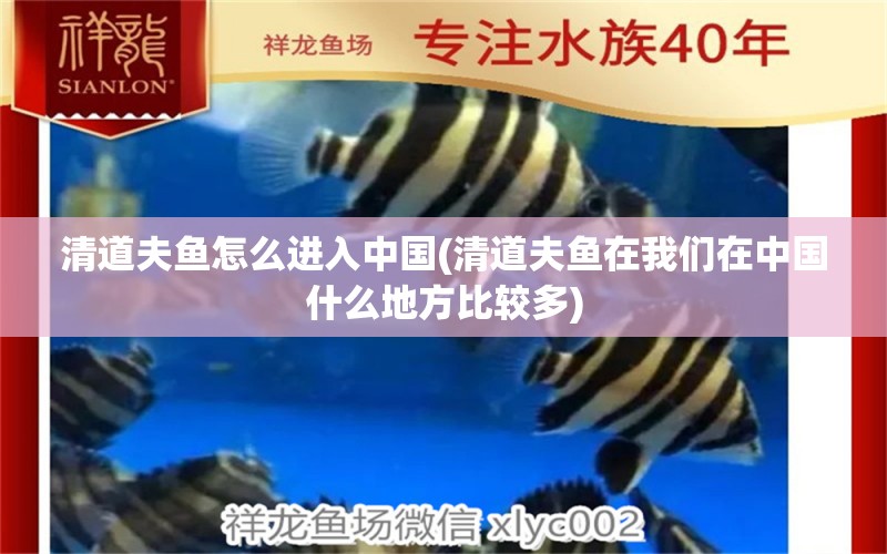 清道夫魚怎么進(jìn)入中國(清道夫魚在我們在中國什么地方比較多) 祥龍魚藥系列