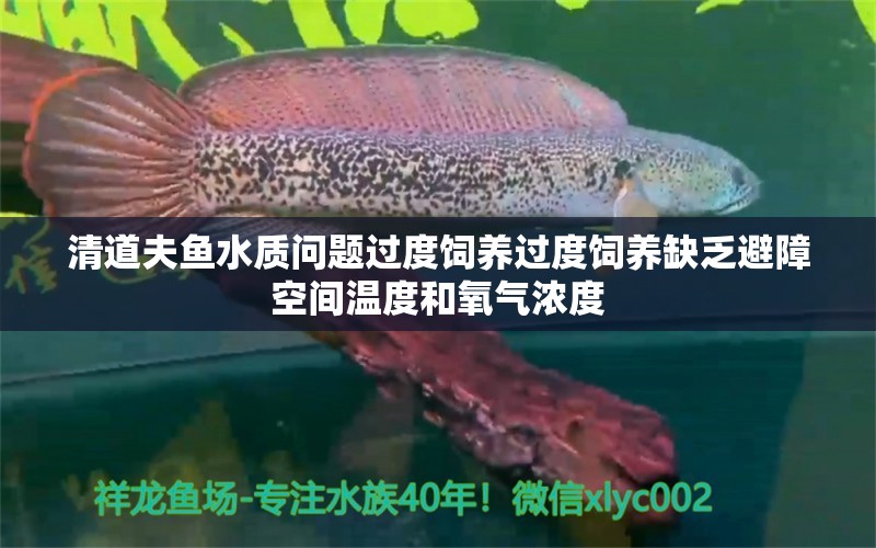 清道夫魚水質(zhì)問題過度飼養(yǎng)過度飼養(yǎng)缺乏避障空間溫度和氧氣濃度 撒旦鴨嘴魚