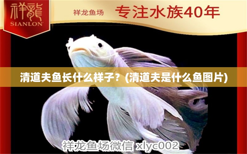 清道夫魚長什么樣子？(清道夫是什么魚圖片) 金老虎魚