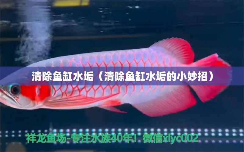 清除魚(yú)缸水垢（清除魚(yú)缸水垢的小妙招） 龍魚(yú)專(zhuān)用燈