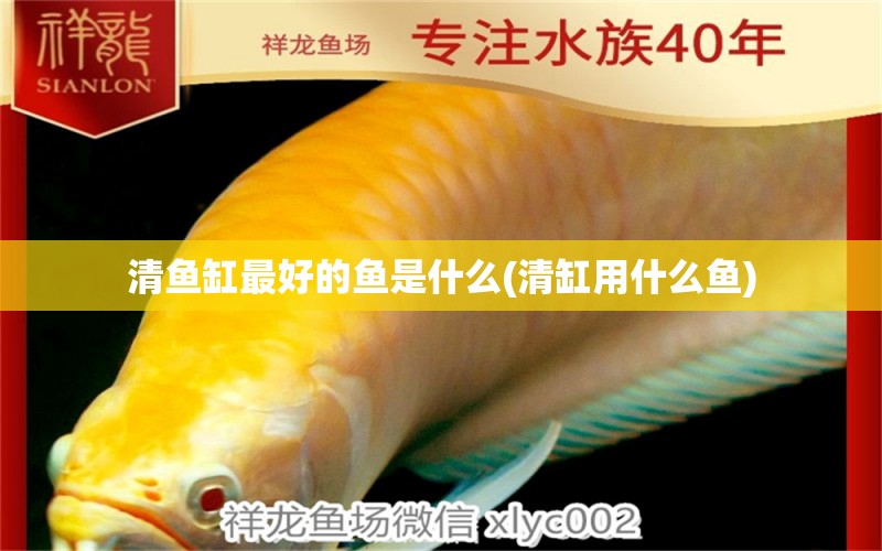 清魚(yú)缸最好的魚(yú)是什么(清缸用什么魚(yú)) 紅龍專用魚(yú)糧飼料