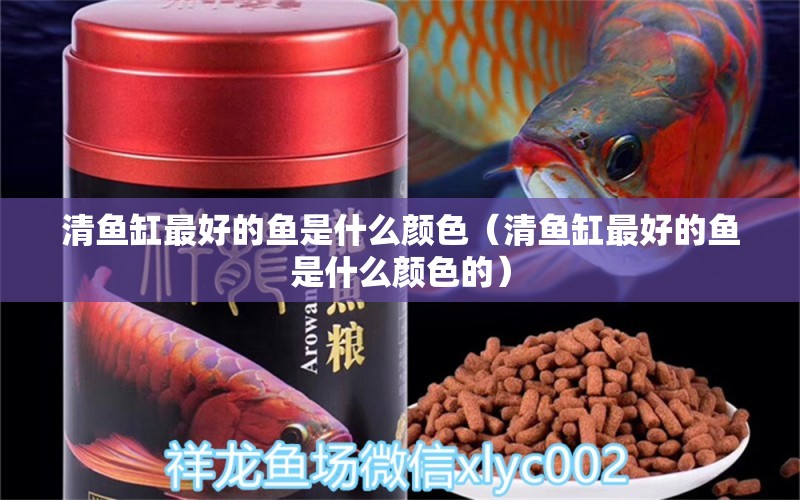 清魚缸最好的魚是什么顏色（清魚缸最好的魚是什么顏色的）