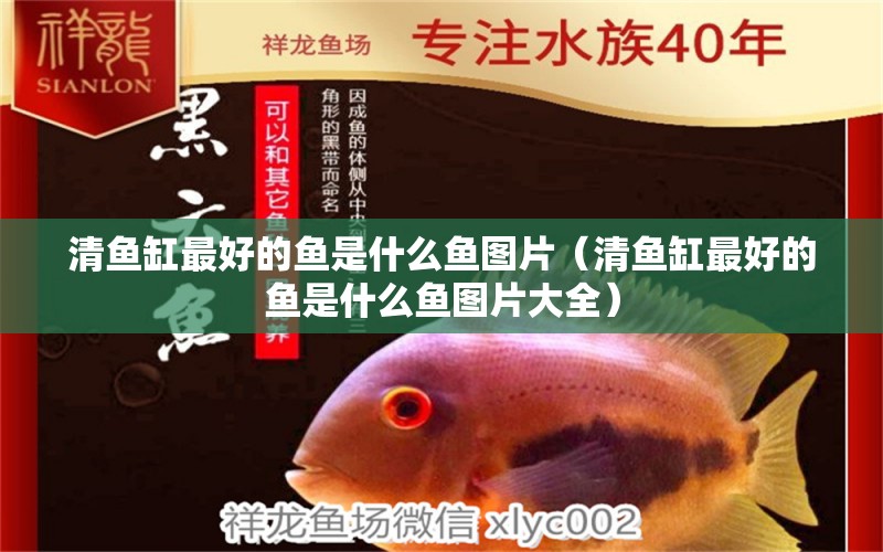 清魚缸最好的魚是什么魚圖片（清魚缸最好的魚是什么魚圖片大全） 廣州祥龍國(guó)際水族貿(mào)易