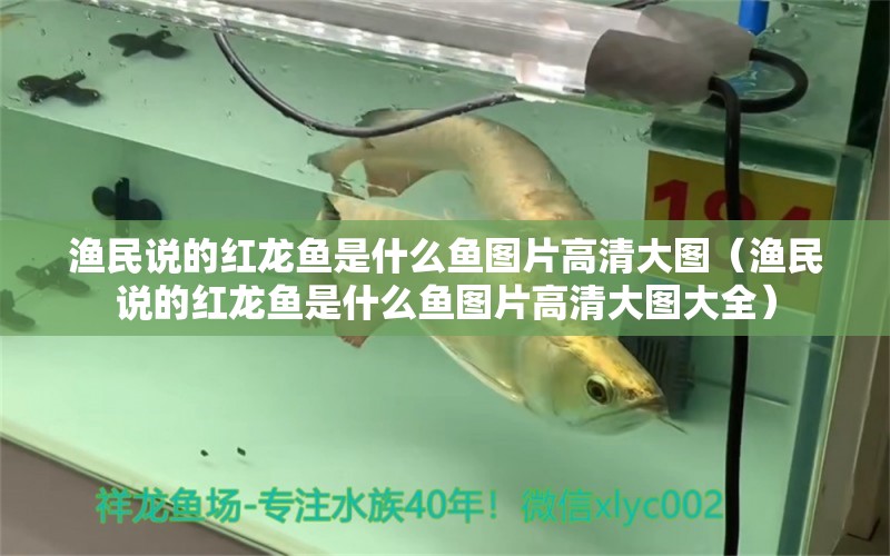 漁民說的紅龍魚是什么魚圖片高清大圖（漁民說的紅龍魚是什么魚圖片高清大圖大全）