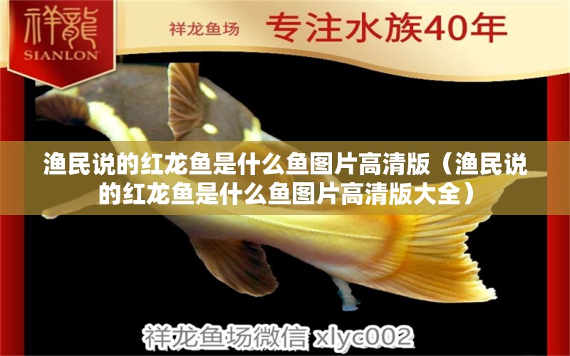 漁民說的紅龍魚是什么魚圖片高清版（漁民說的紅龍魚是什么魚圖片高清版大全）