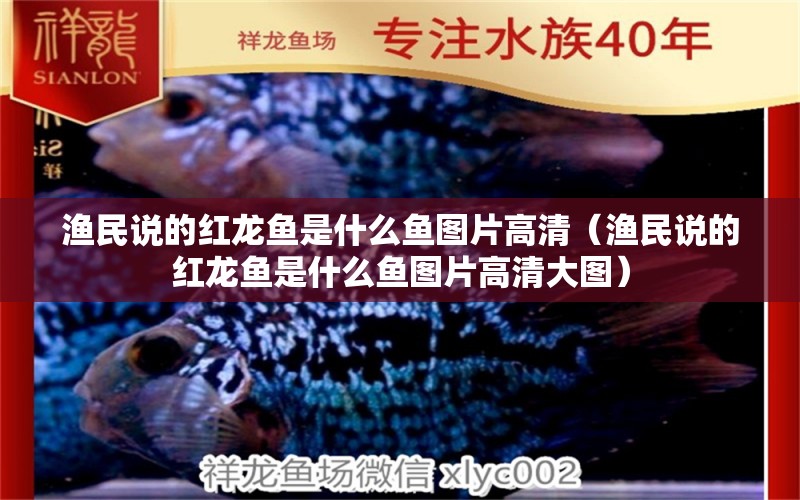 漁民說的紅龍魚是什么魚圖片高清（漁民說的紅龍魚是什么魚圖片高清大圖） 印尼紅龍魚