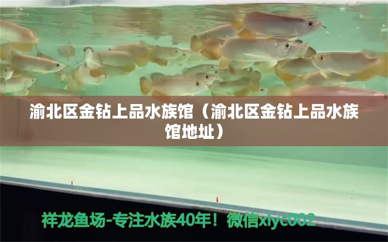 渝北區(qū)金鉆上品水族館（渝北區(qū)金鉆上品水族館地址）