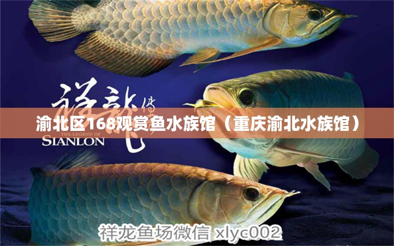 渝北區(qū)168觀賞魚水族館（重慶渝北水族館）