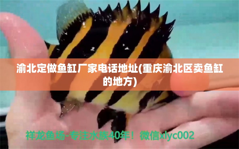 渝北定做魚(yú)缸廠家電話(huà)地址(重慶渝北區(qū)賣(mài)魚(yú)缸的地方) 一眉道人魚(yú)