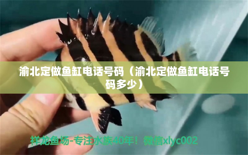 渝北定做魚缸電話號碼（渝北定做魚缸電話號碼多少） 祥龍魚場