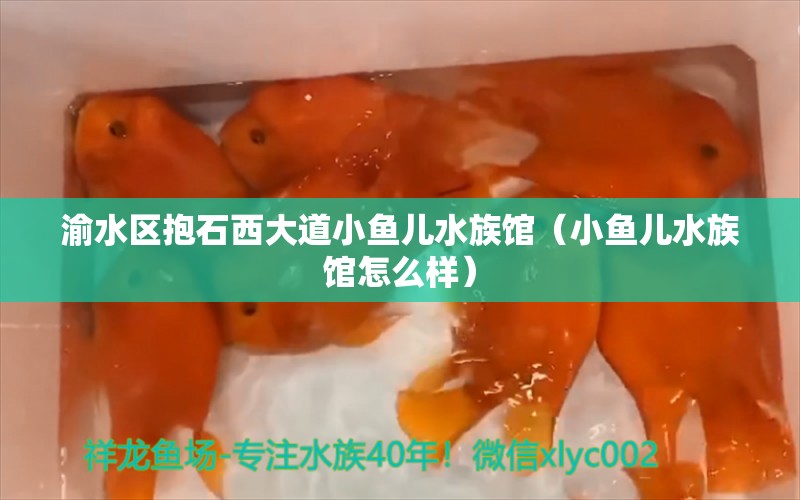 渝水區(qū)抱石西大道小魚兒水族館（小魚兒水族館怎么樣）