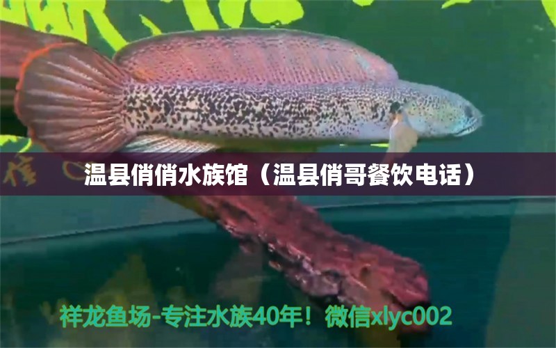 溫縣俏俏水族館（溫縣俏哥餐飲電話）