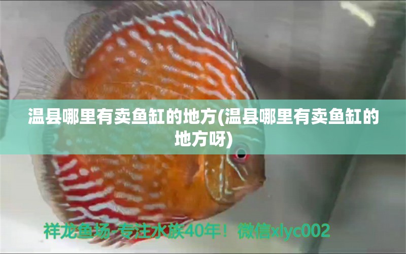 溫縣哪里有賣魚缸的地方(溫縣哪里有賣魚缸的地方呀) 玫瑰銀版魚