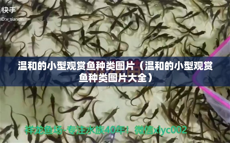 溫和的小型觀賞魚種類圖片（溫和的小型觀賞魚種類圖片大全）