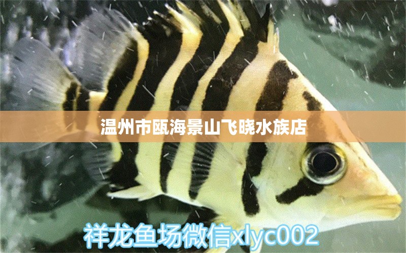 溫州市甌海景山飛曉水族店