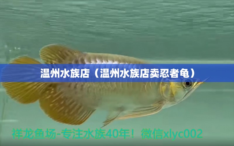 溫州水族店（溫州水族店賣忍者龜） 烏龜