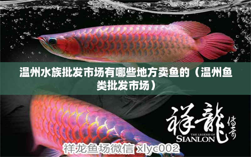 溫州水族批發(fā)市場有哪些地方賣魚的（溫州魚類批發(fā)市場） 速倍妥魚糧魚藥