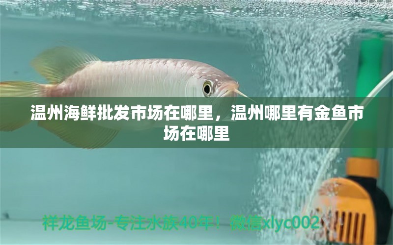 溫州海鮮批發(fā)市場(chǎng)在哪里，溫州哪里有金魚(yú)市場(chǎng)在哪里 養(yǎng)魚(yú)知識(shí)