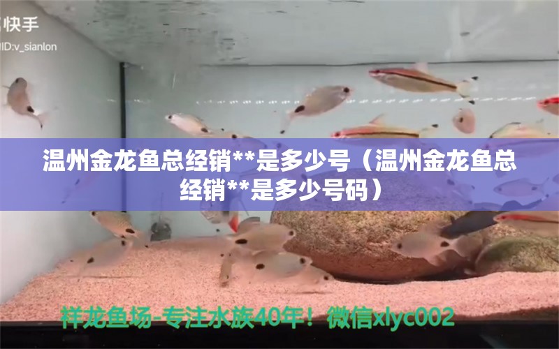 溫州金龍魚總經(jīng)銷**是多少號（溫州金龍魚總經(jīng)銷**是多少號碼）