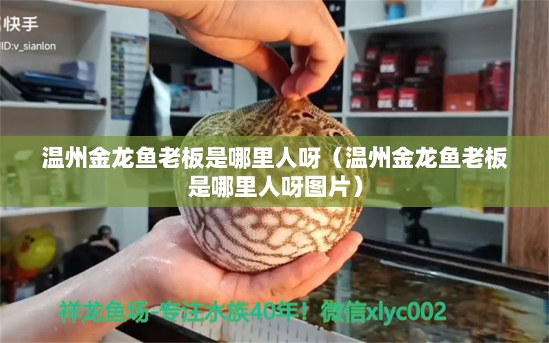 溫州金龍魚老板是哪里人呀（溫州金龍魚老板是哪里人呀圖片） 羽毛刀魚苗