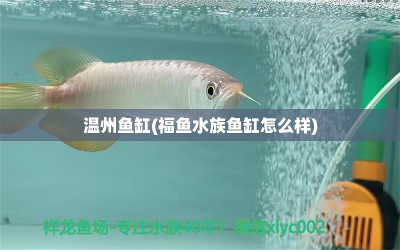 溫州魚缸(福魚水族魚缸怎么樣)