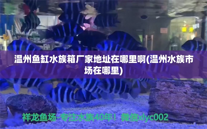 溫州魚缸水族箱廠家地址在哪里啊(溫州水族市場(chǎng)在哪里) 魚缸/水族箱