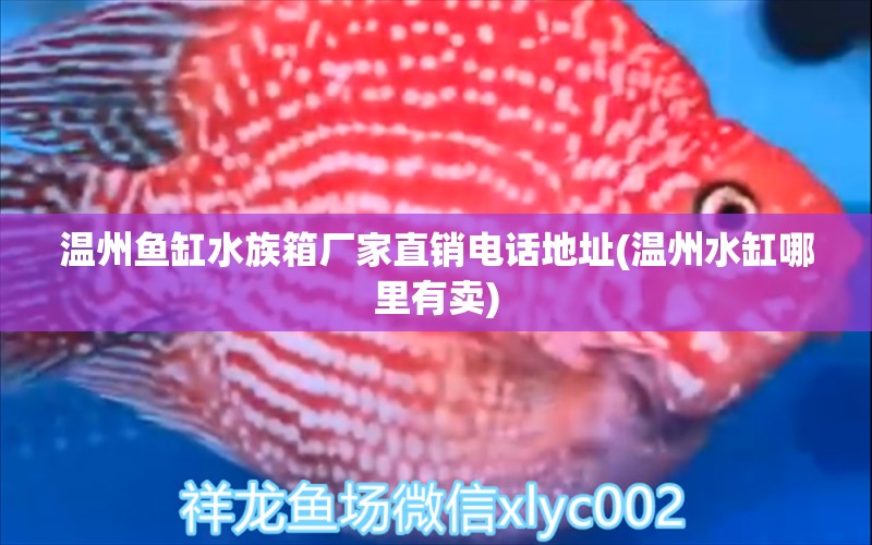 溫州魚缸水族箱廠家直銷電話地址(溫州水缸哪里有賣)