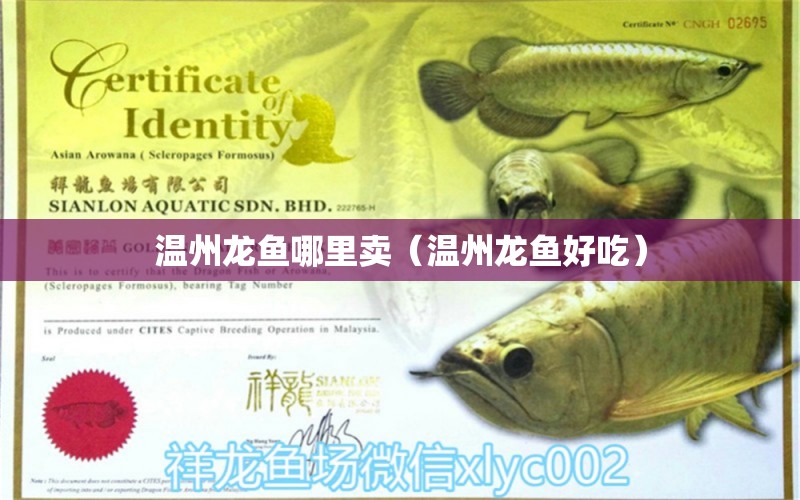 溫州龍魚哪里賣（溫州龍魚好吃） 觀賞魚飼料