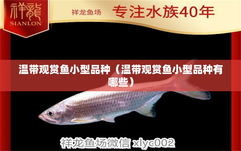 溫帶觀賞魚小型品種（溫帶觀賞魚小型品種有哪些）