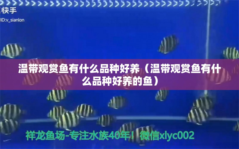 溫帶觀賞魚有什么品種好養(yǎng)（溫帶觀賞魚有什么品種好養(yǎng)的魚） 赤元素